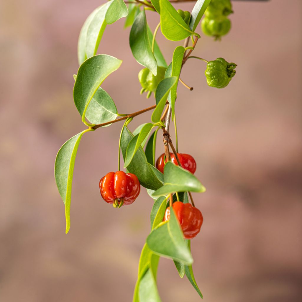 Surinaminkirsikka - Eugenia uniflora