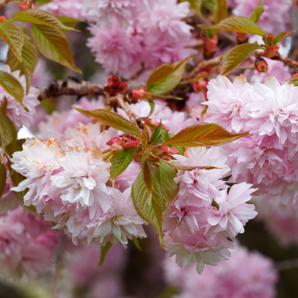 Japaninkirsikka Royal Burgundy