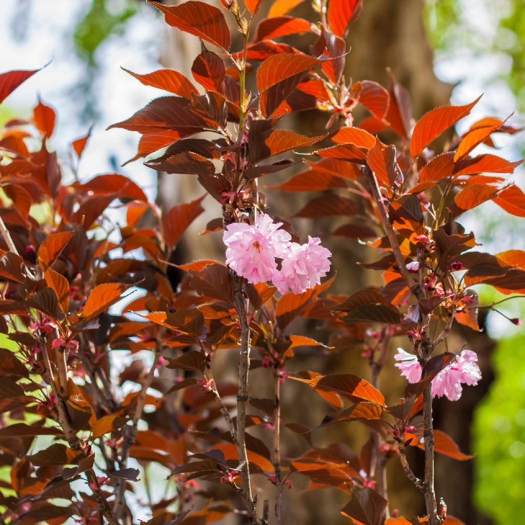 Japaninkirsikka Royal Burgundy