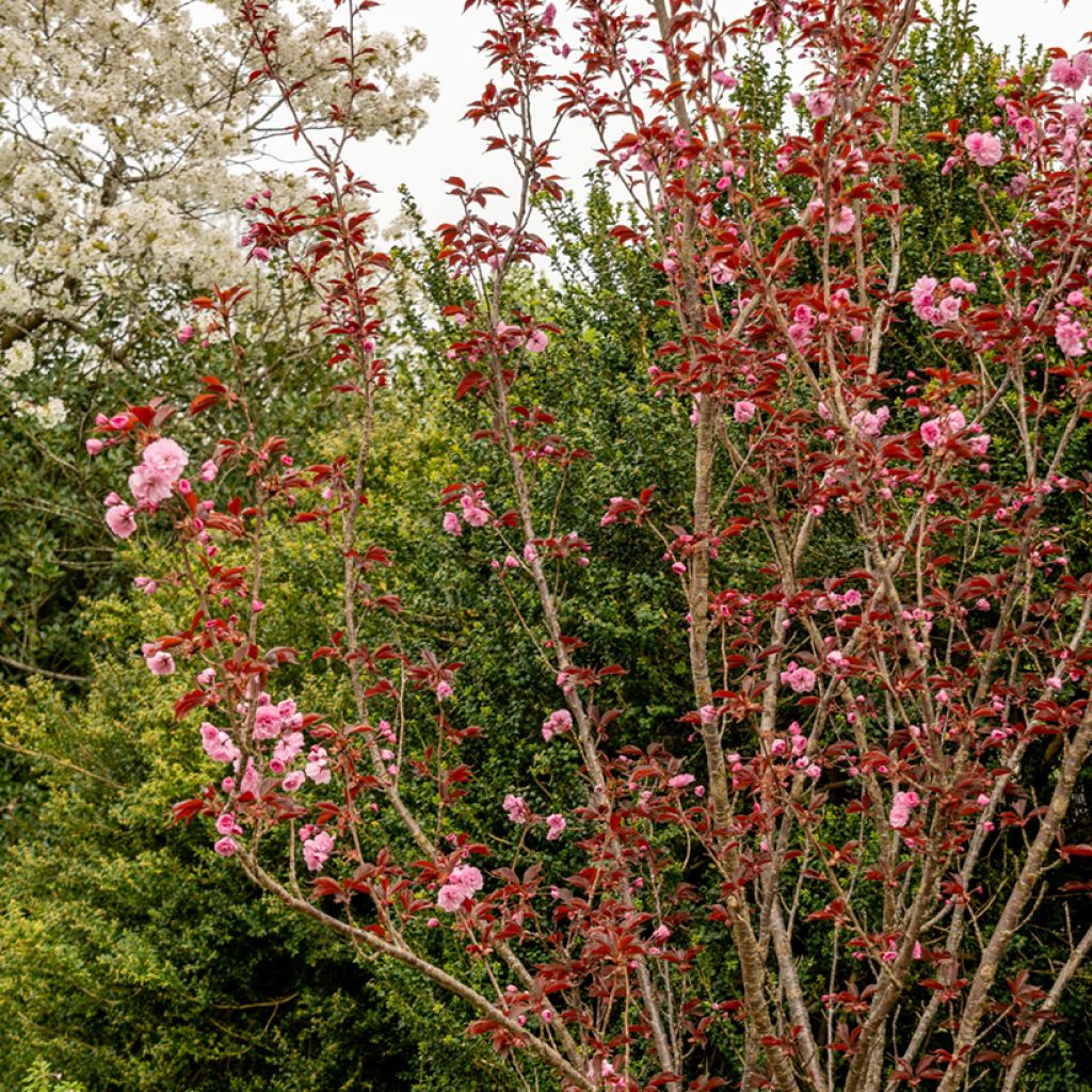 Japaninkirsikka Royal Burgundy