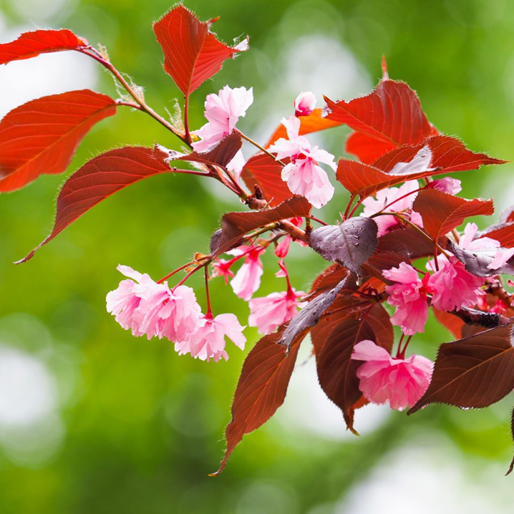 Japaninkirsikka Royal Burgundy