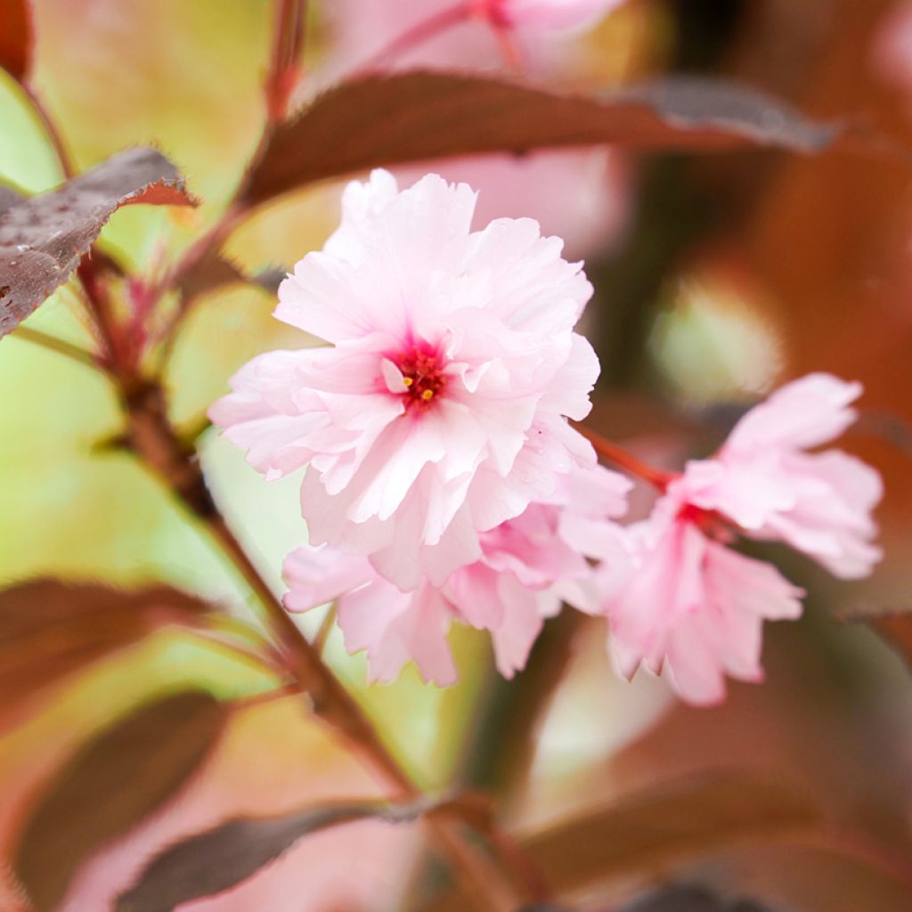 Japaninkirsikka Royal Burgundy