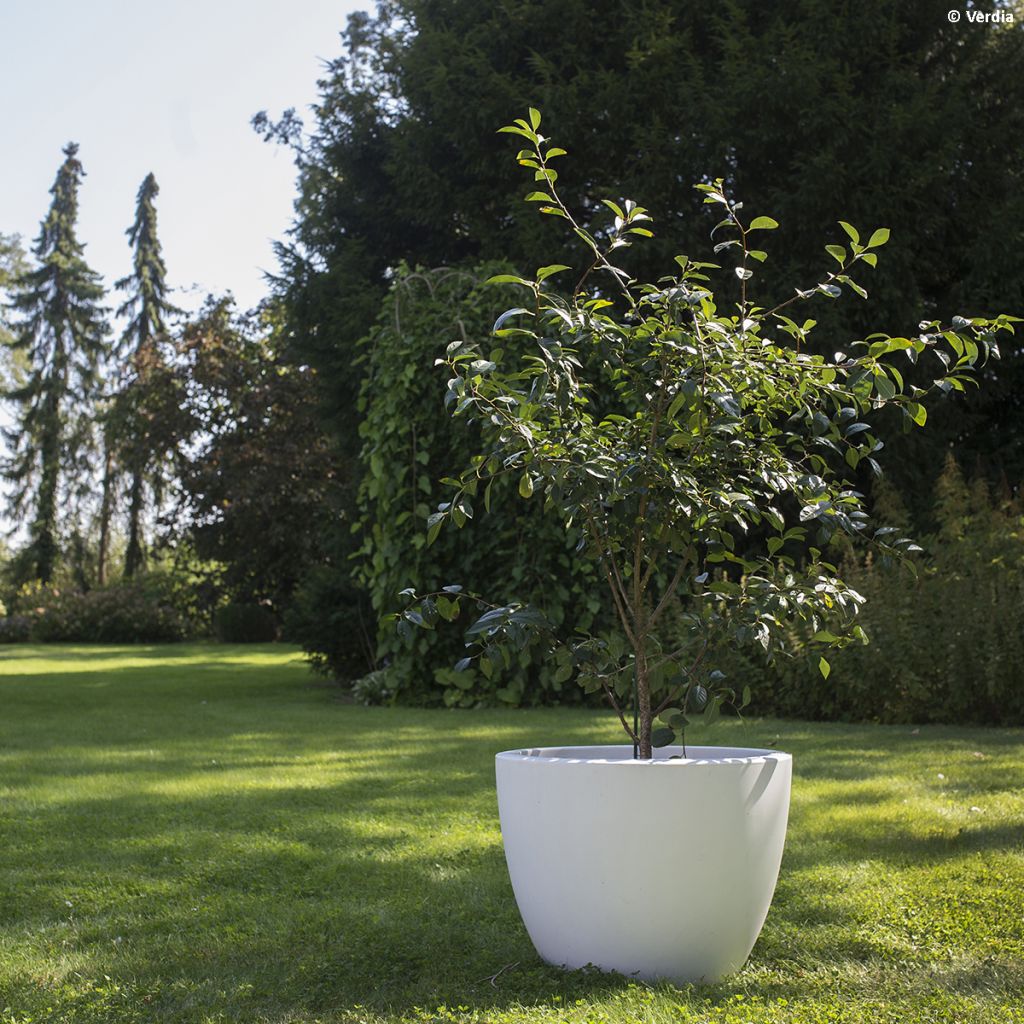 Hapankirsikka Fruitality Cherry Baby (‘Porthos’)