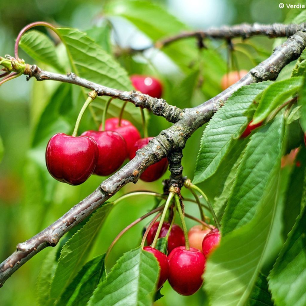 Hapankirsikka Fruitality Cherry Baby (‘Porthos’)
