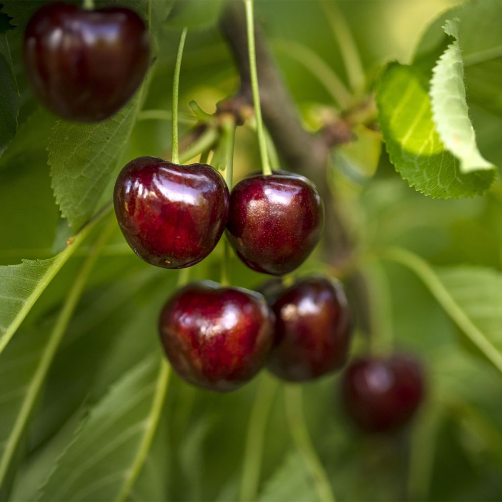 Hapankirsikka Fruit Me Cherry Me