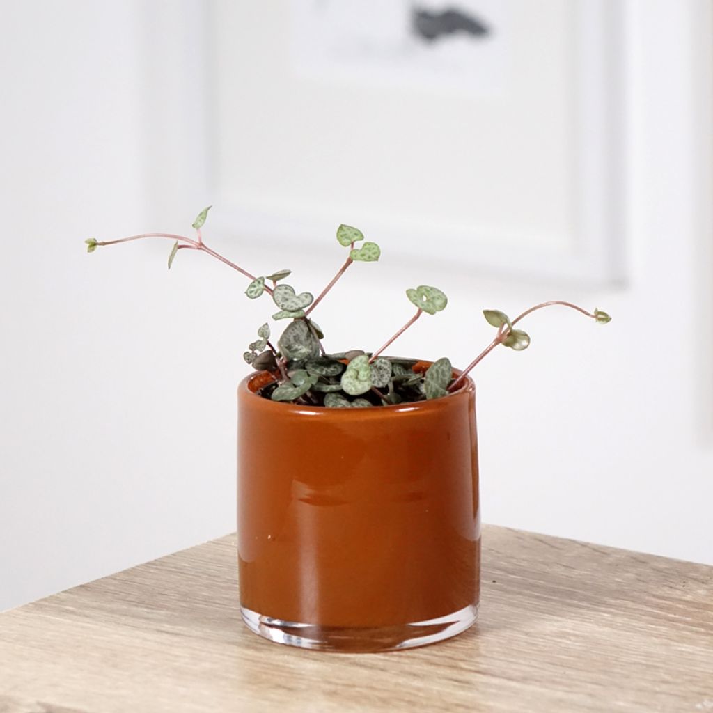 Herttalyhty - Ceropegia woodii