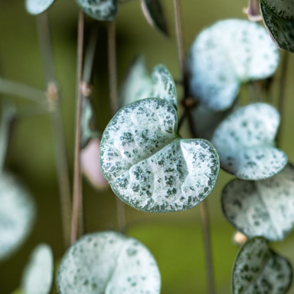 Herttalyhty - Ceropegia woodii