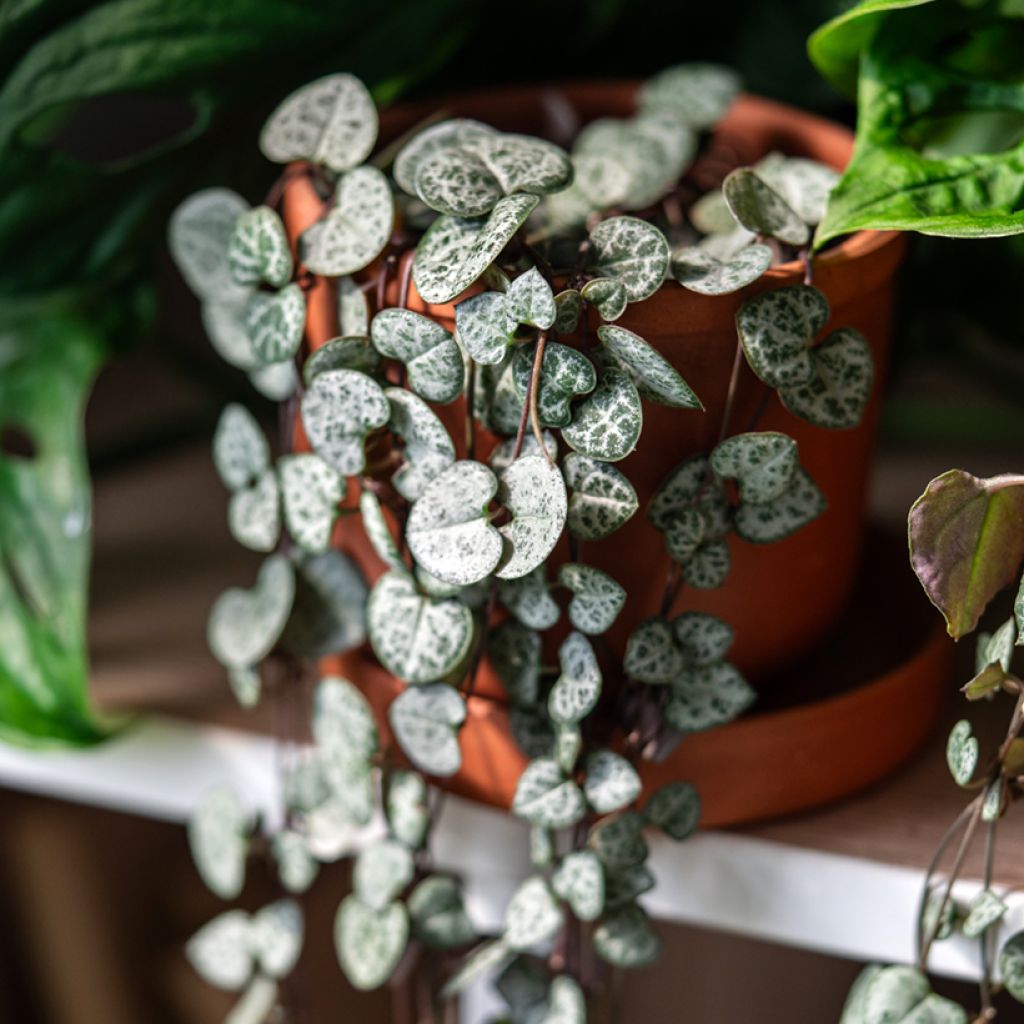 Herttalyhty - Ceropegia woodii