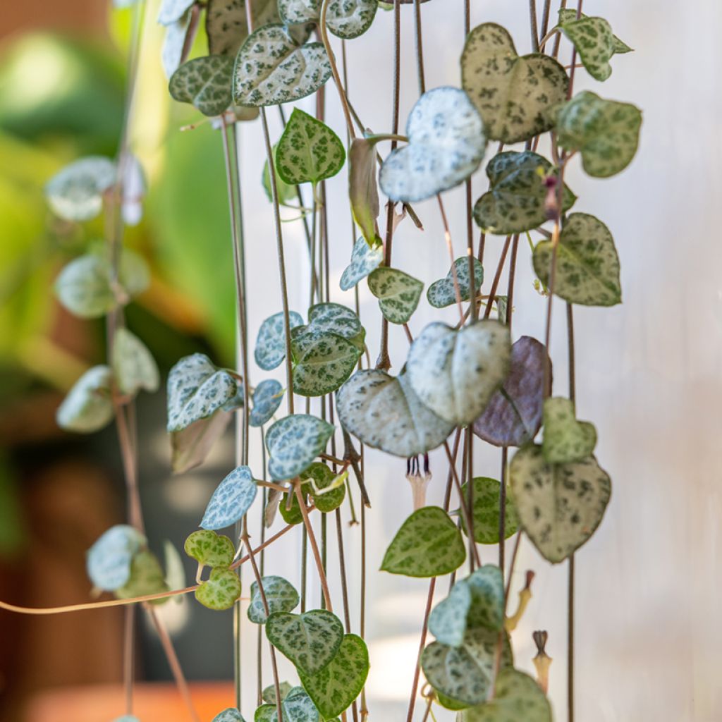 Herttalyhty - Ceropegia woodii