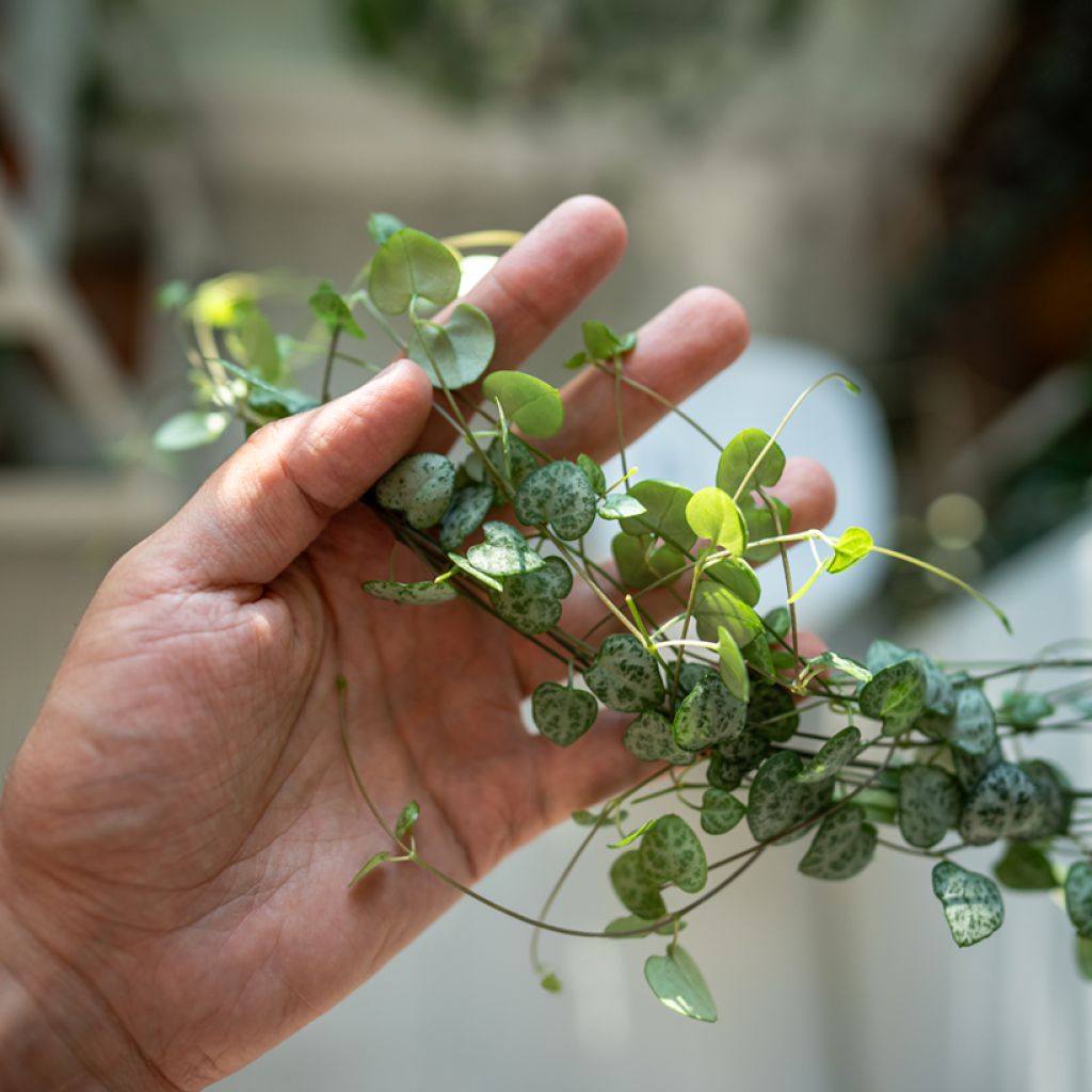 Herttalyhty - Ceropegia woodii