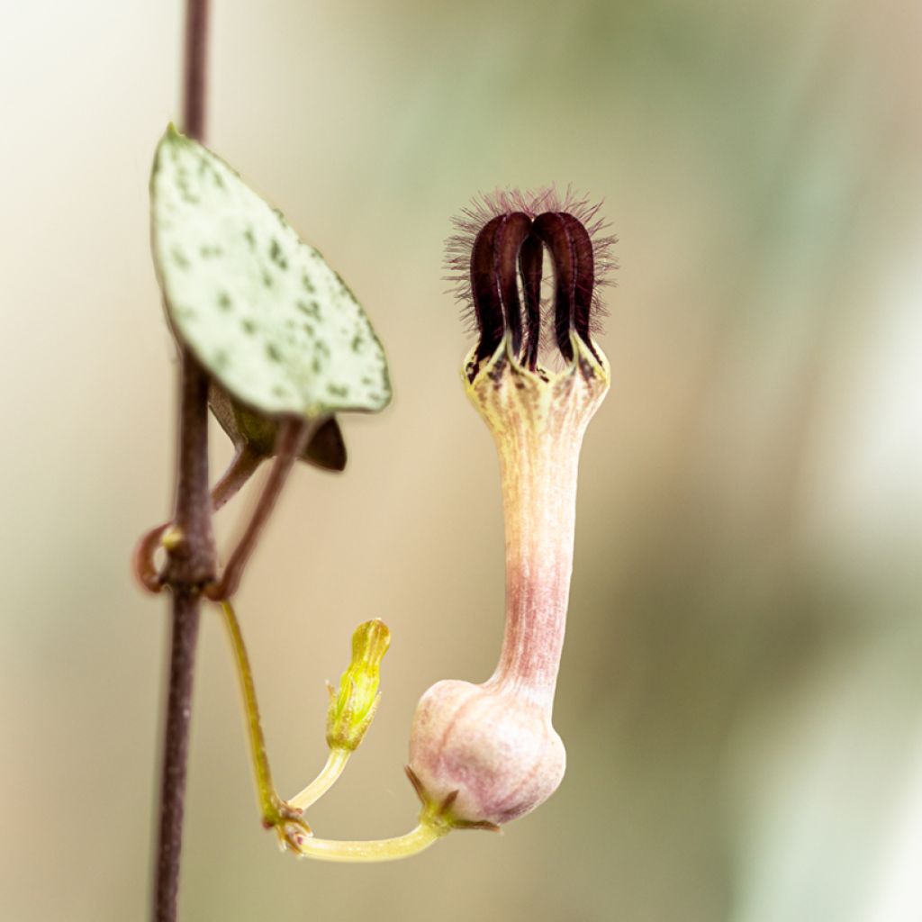 Herttalyhty - Ceropegia woodii