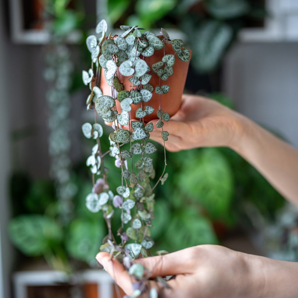 Herttalyhty - Ceropegia woodii