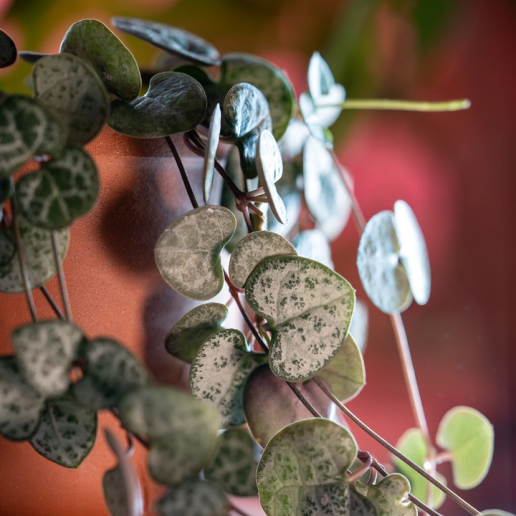 Herttalyhty - Ceropegia woodii