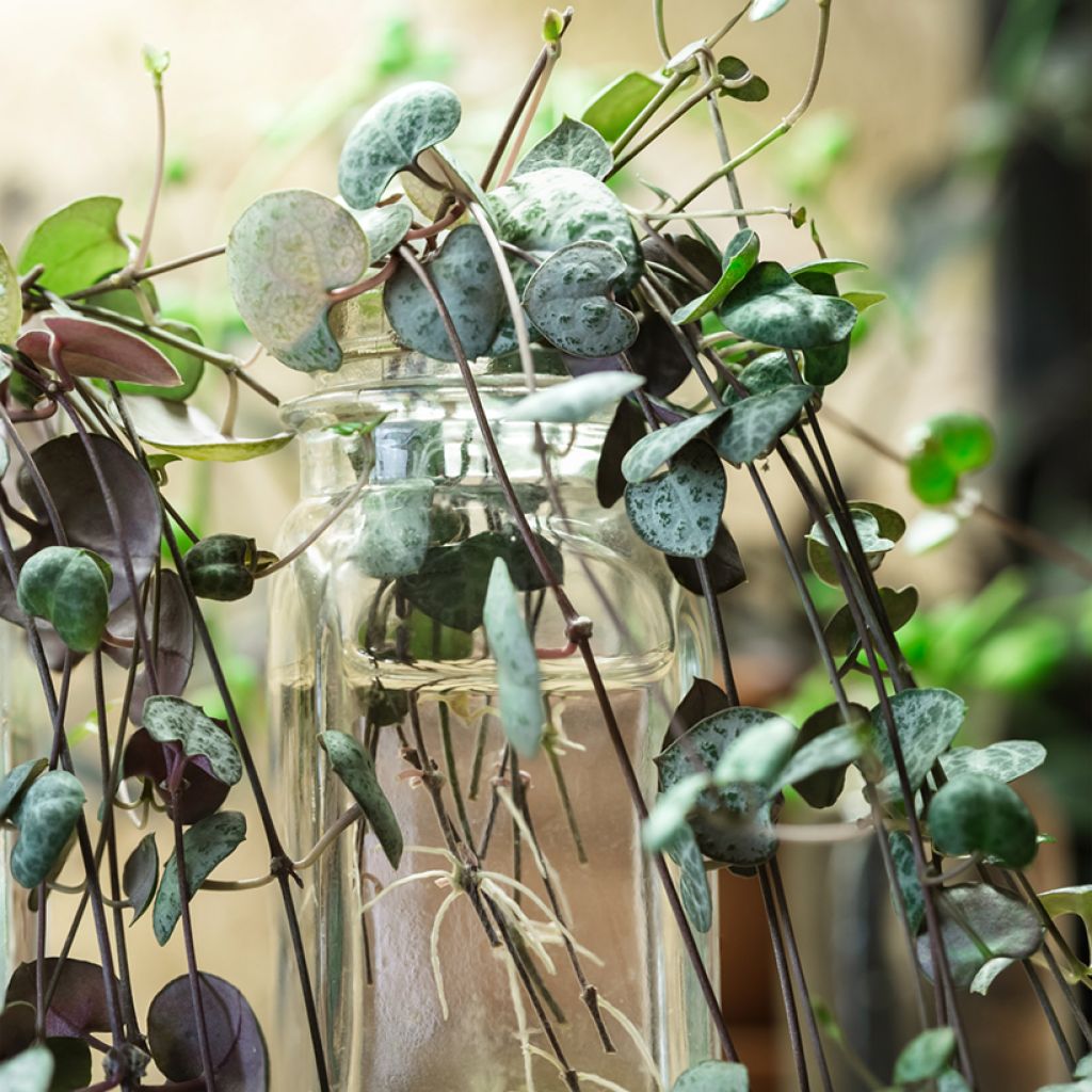Herttalyhty - Ceropegia woodii