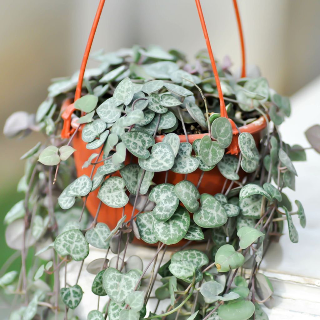 Herttalyhty - Ceropegia woodii