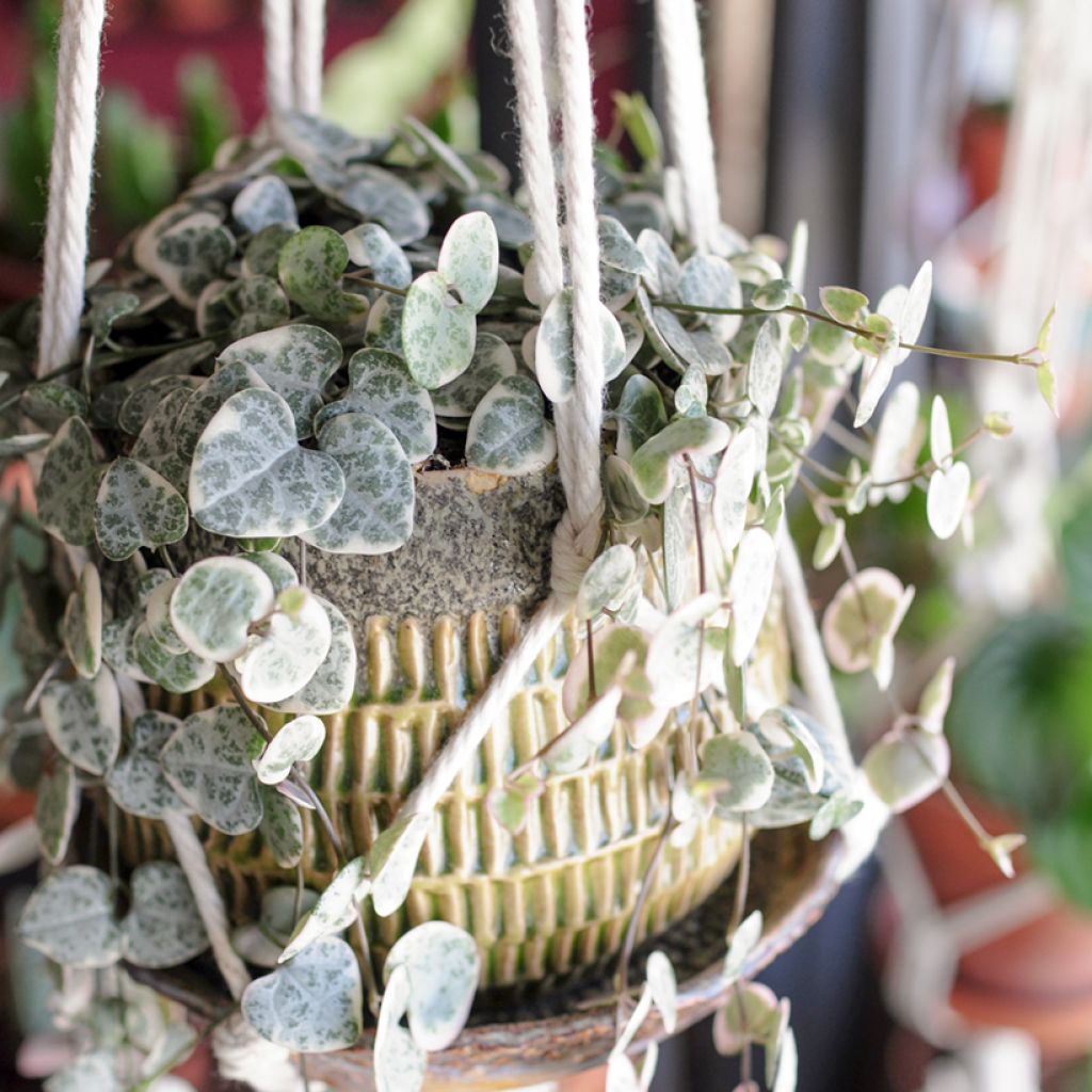 Herttalyhty Variegata