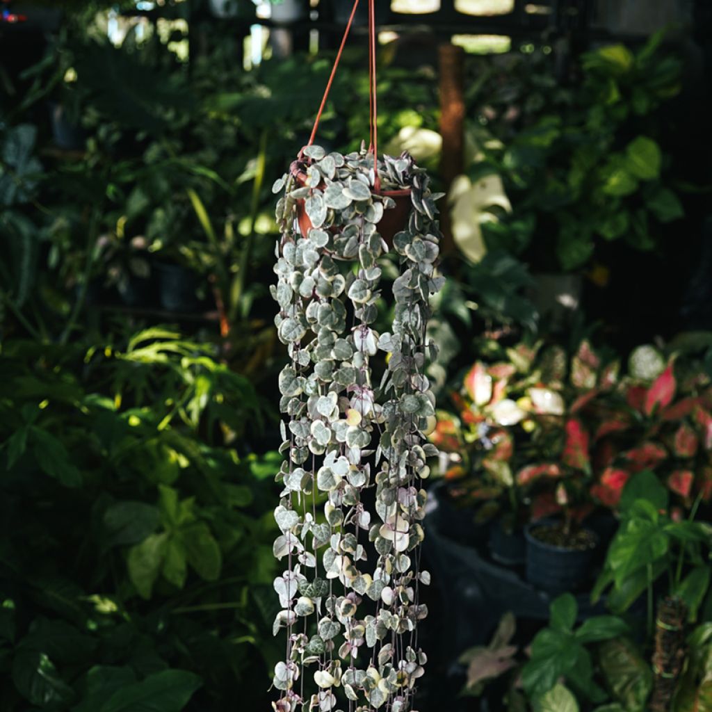 Herttalyhty Variegata