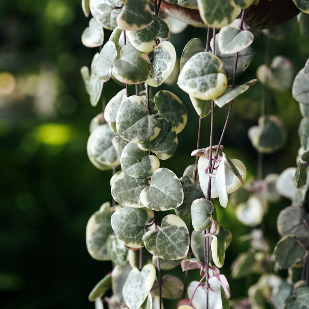 Herttalyhty Variegata