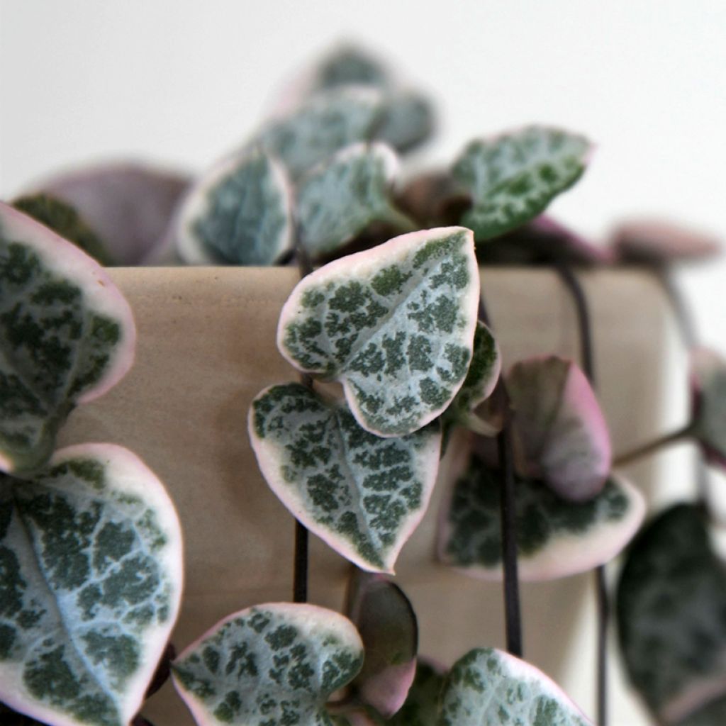 Herttalyhty Variegata