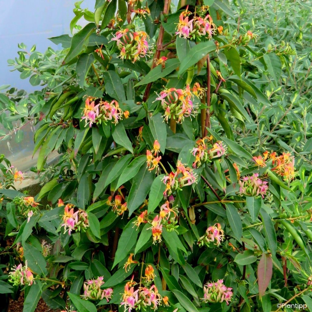 Myrttikuusama Marinella