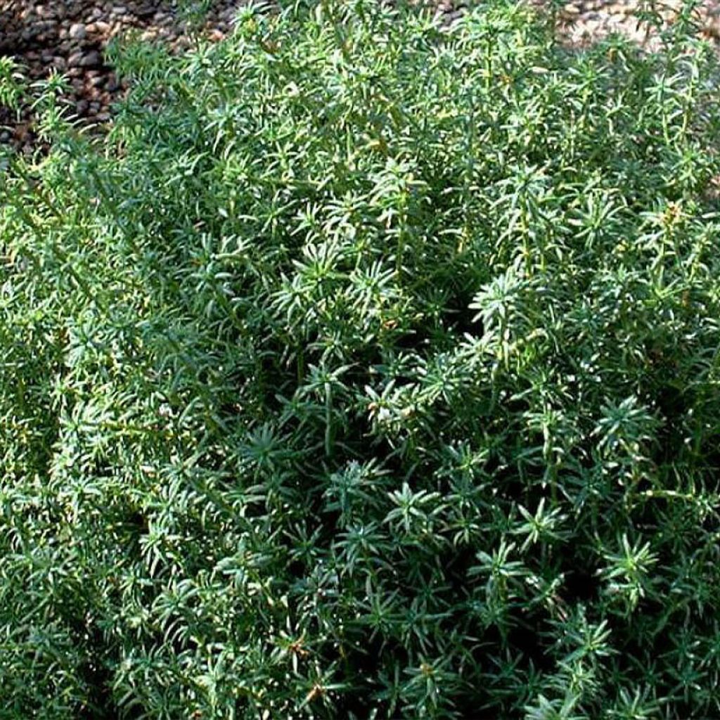 Hernesypressi Cumulus