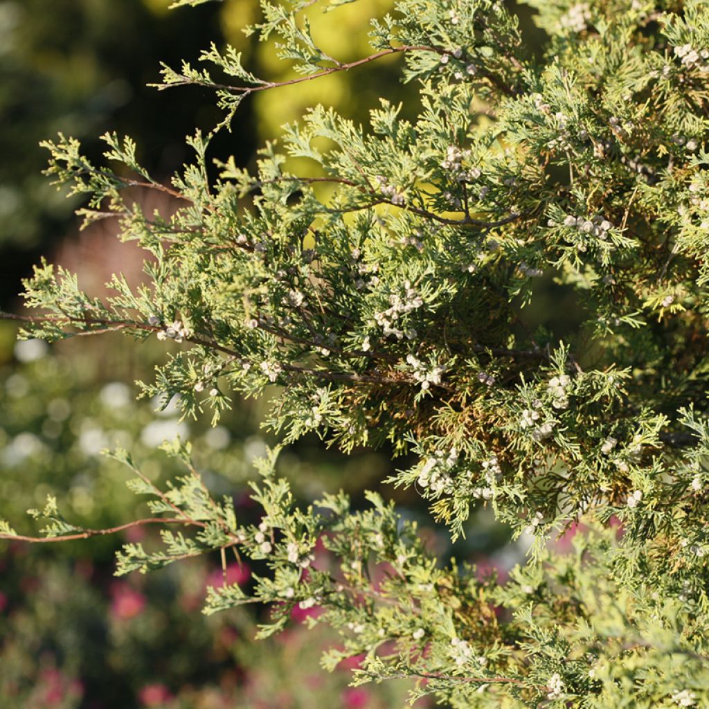 Pallosypressi Andelyensis