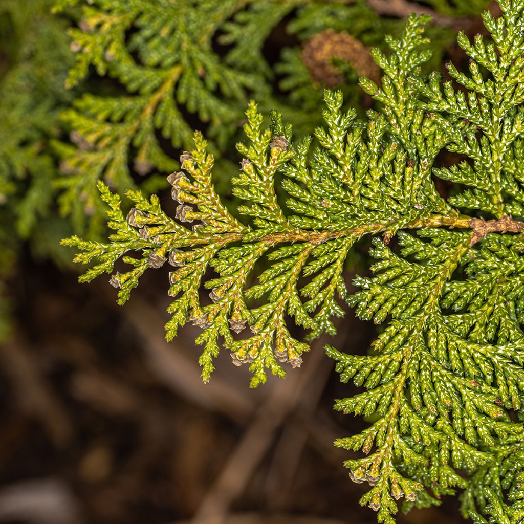 Hernesypressi Golden Pincushion