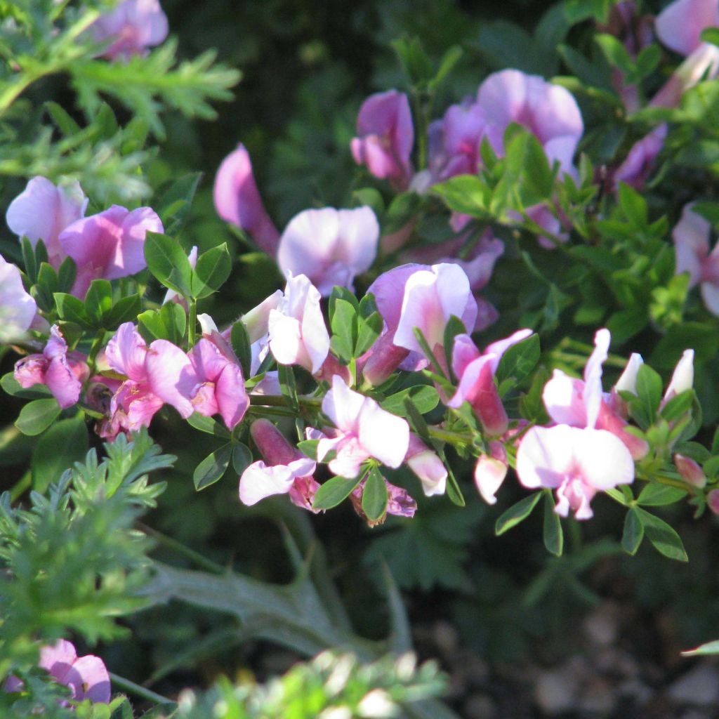 Punavihma - Chamaecytisus purpureus