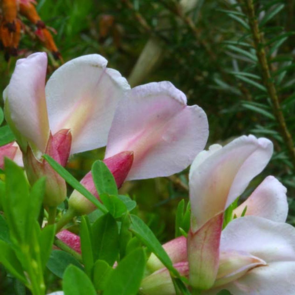 Punavihma - Chamaecytisus purpureus