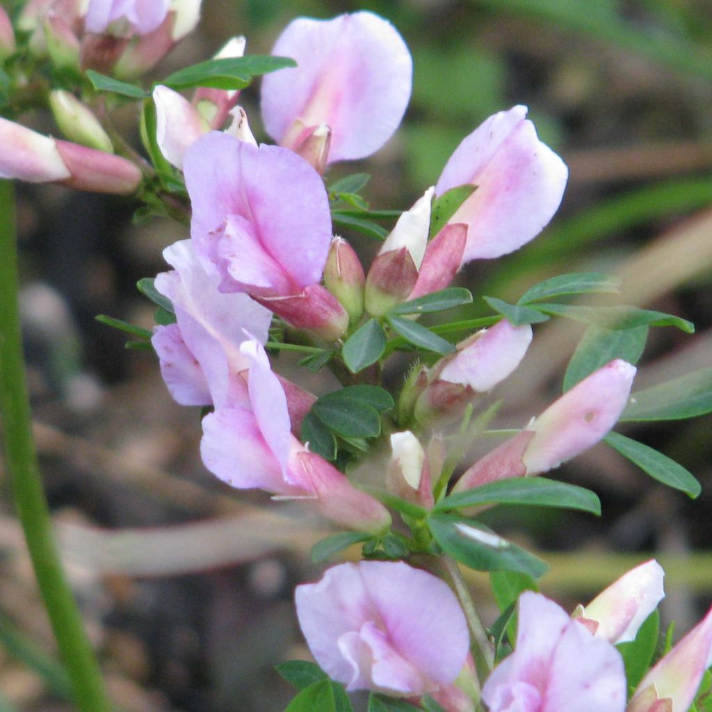 Punavihma - Chamaecytisus purpureus