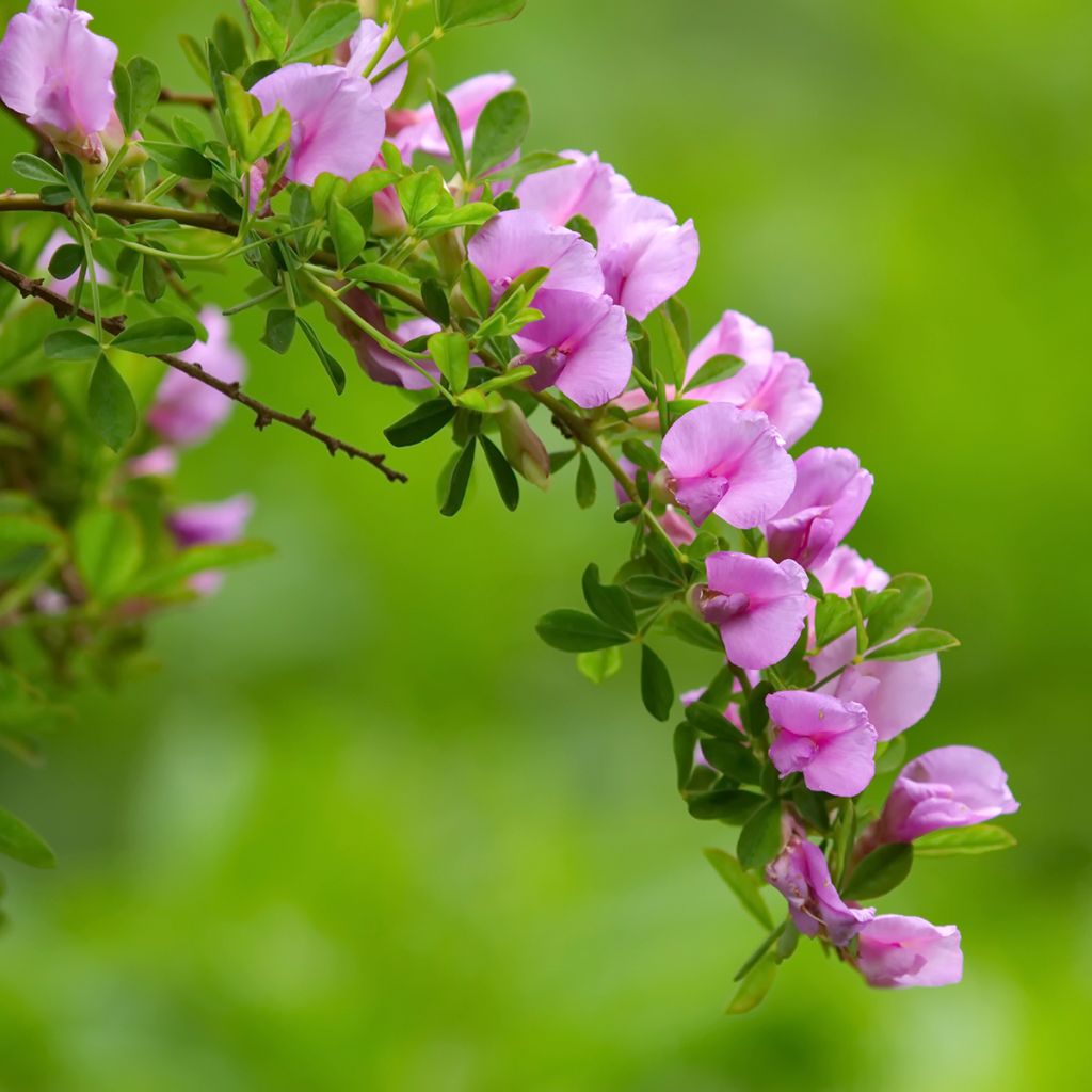 Punavihma - Chamaecytisus purpureus