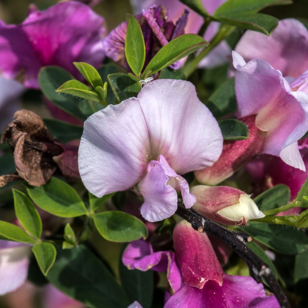 Punavihma - Chamaecytisus purpureus