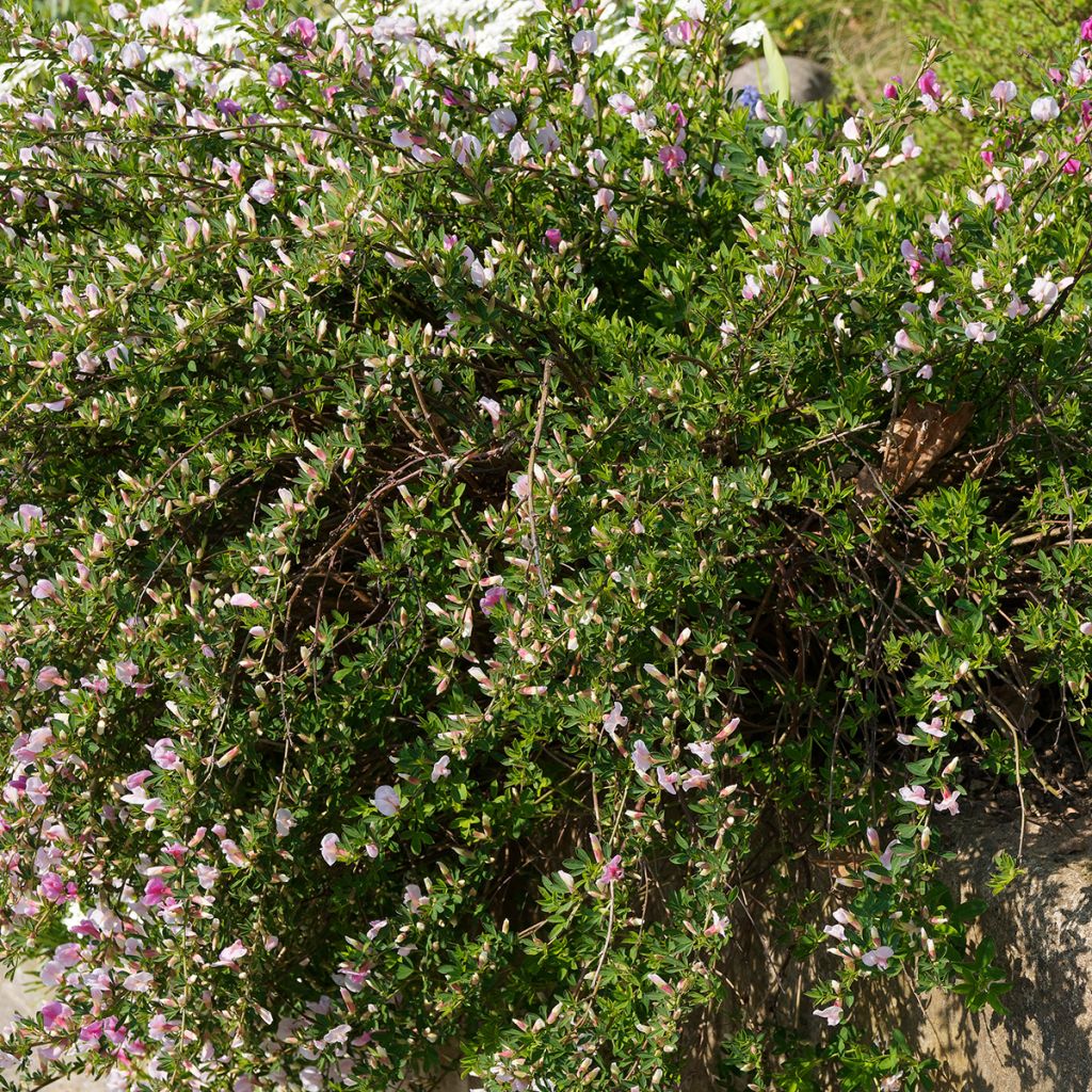 Punavihma - Chamaecytisus purpureus