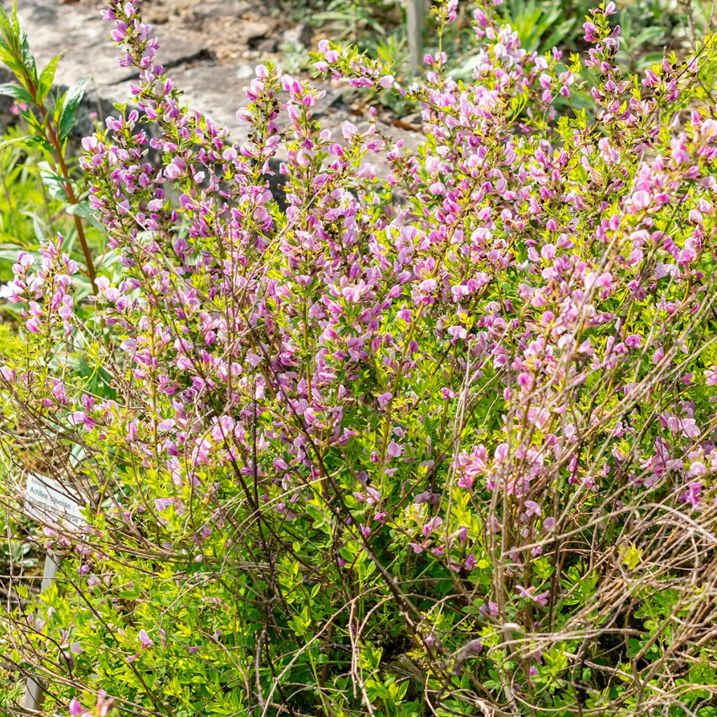 Punavihma - Chamaecytisus purpureus
