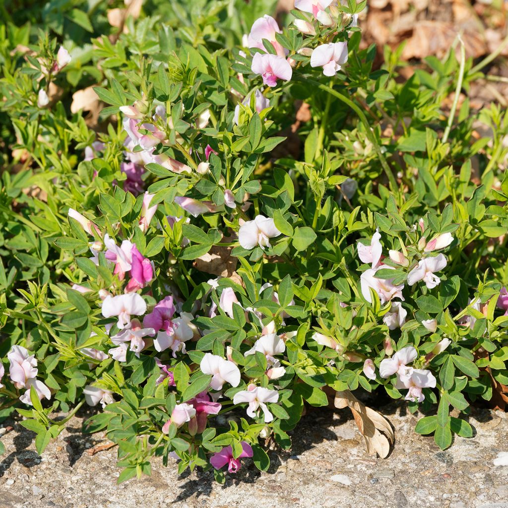 Punavihma - Chamaecytisus purpureus