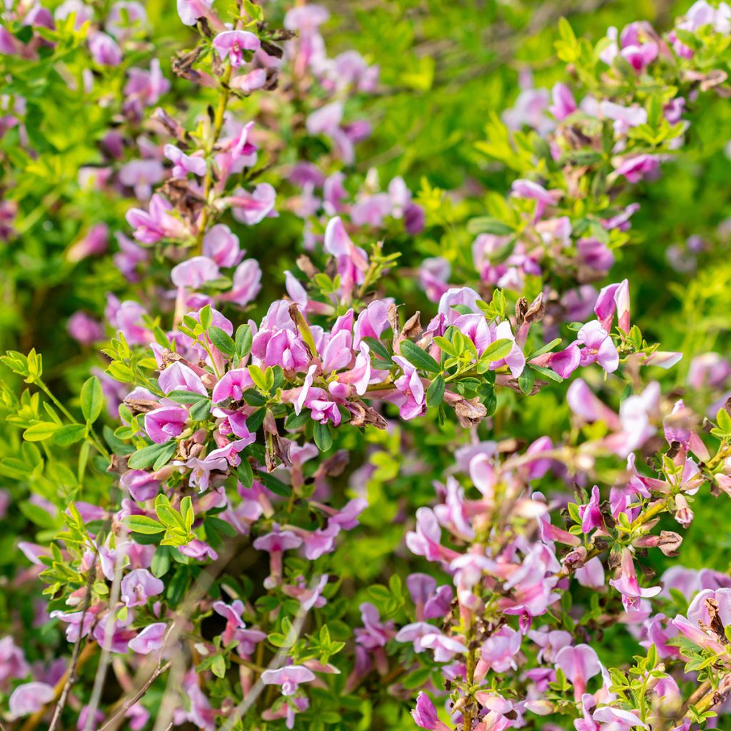 Punavihma - Chamaecytisus purpureus