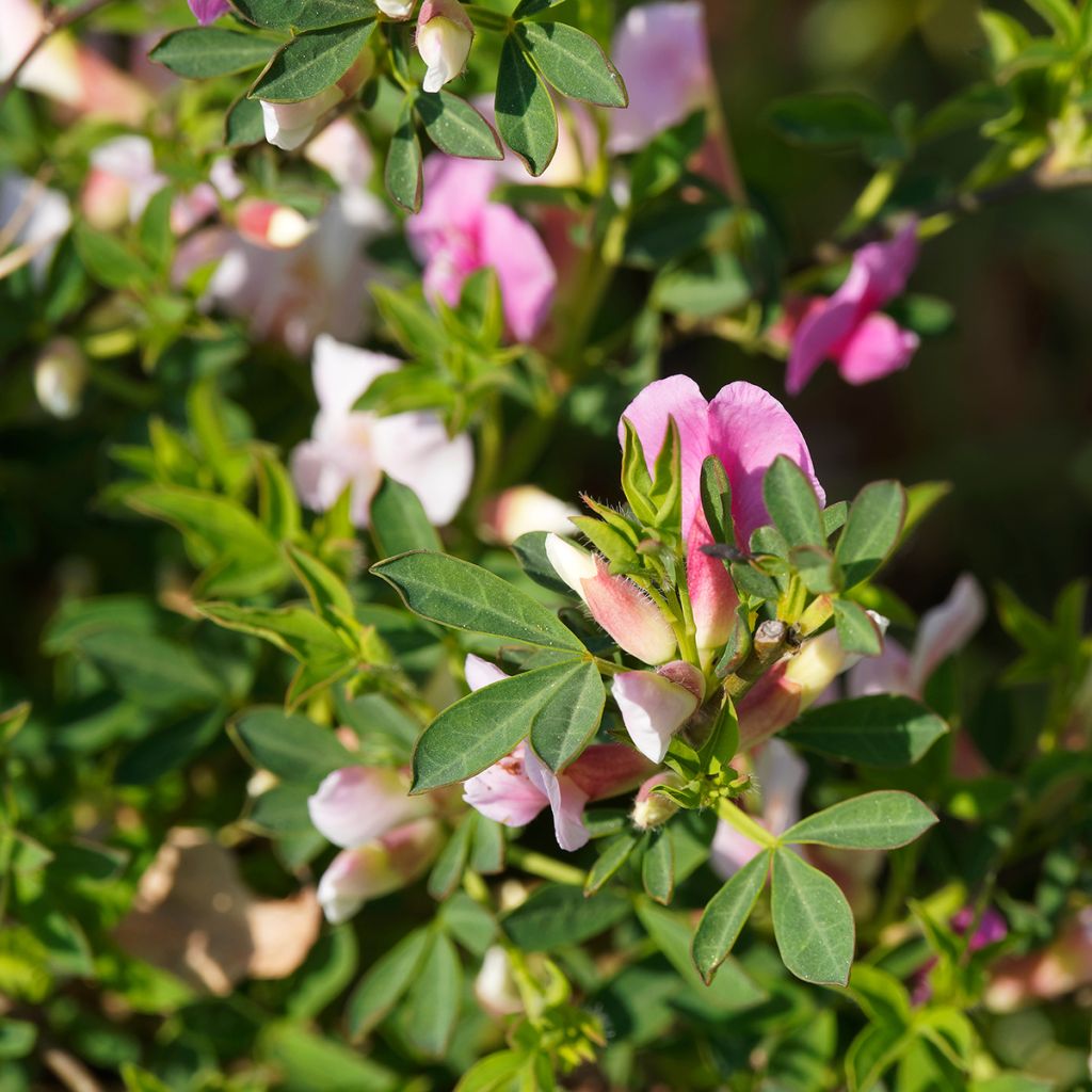 Punavihma - Chamaecytisus purpureus