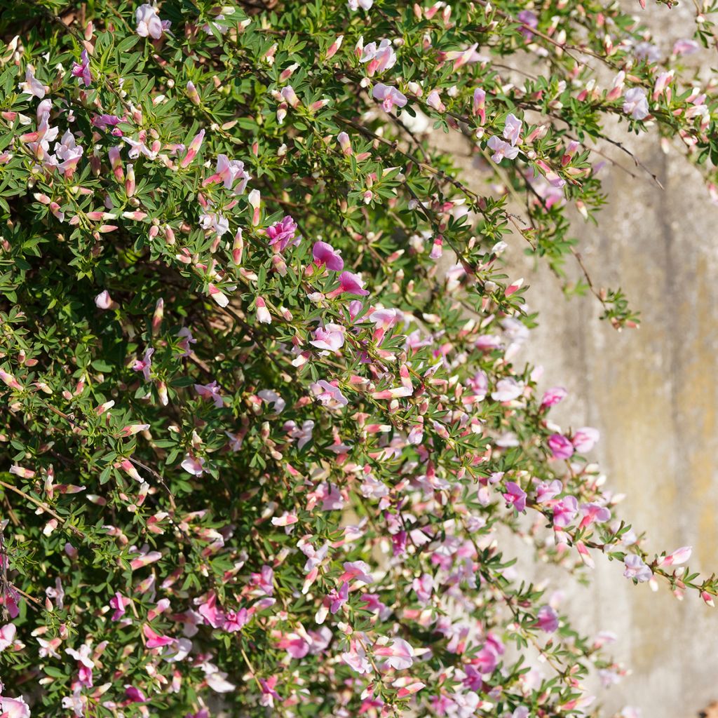 Punavihma - Chamaecytisus purpureus