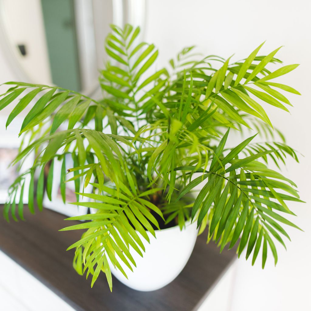 Sirovuoripalmu - Chamaedorea elegans