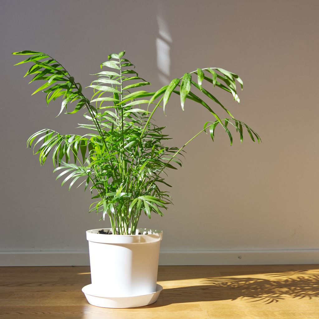 Sirovuoripalmu - Chamaedorea elegans