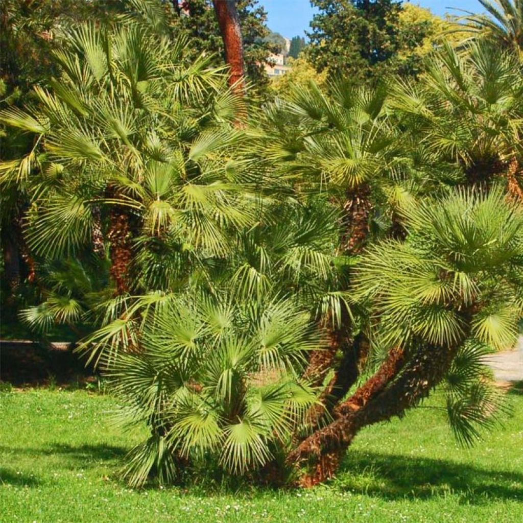 Kääpiöpalmu - Chamaerops humilis
