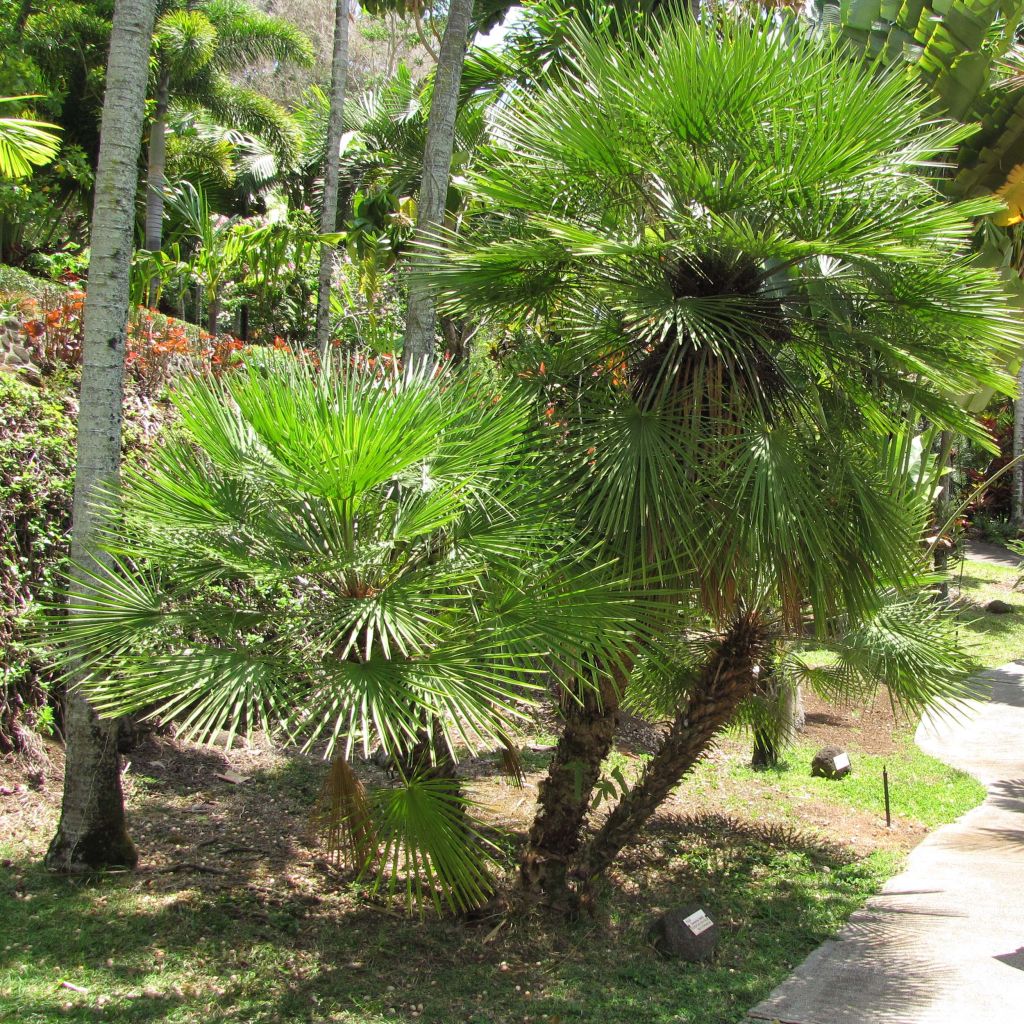 Kääpiöpalmu - Chamaerops humilis