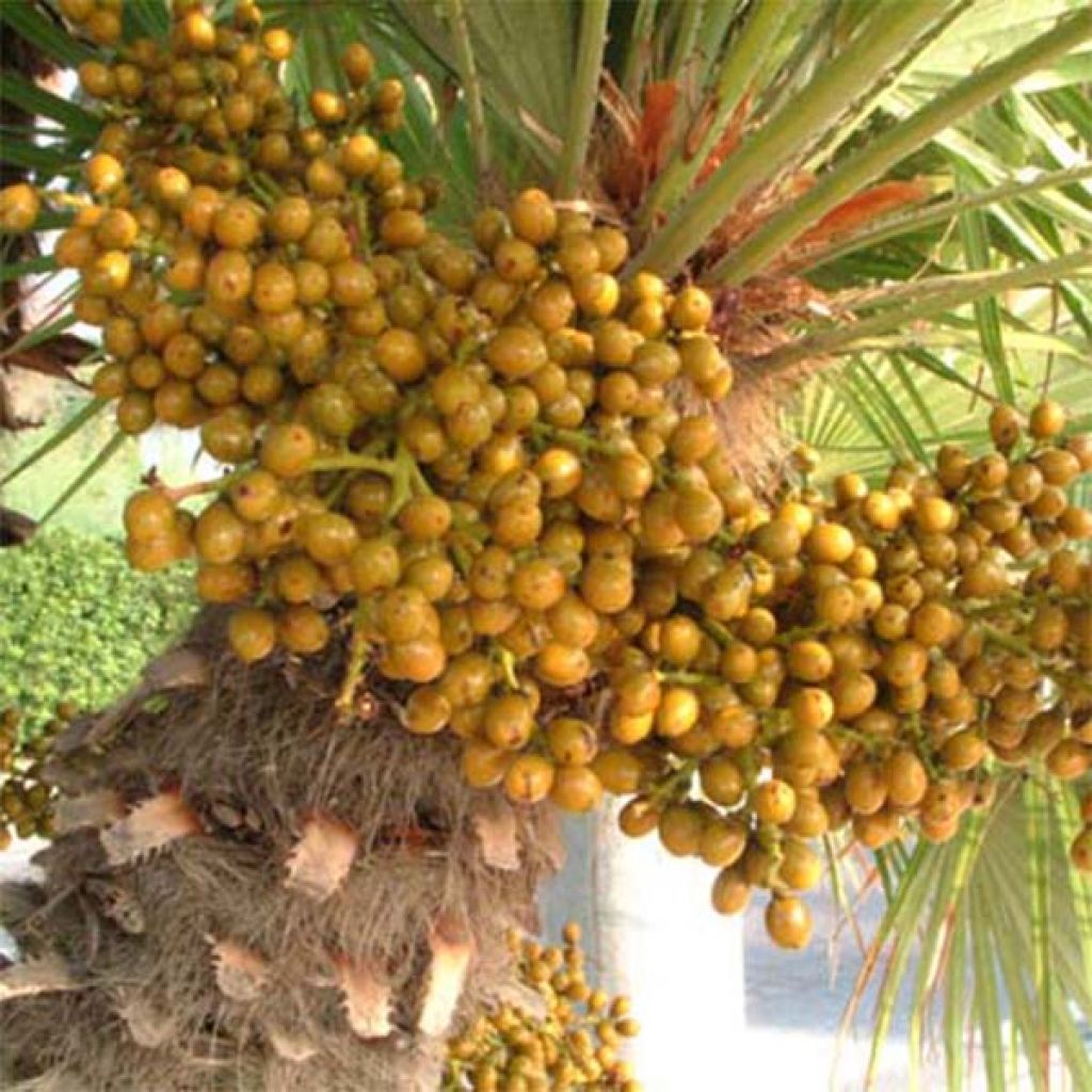 Kääpiöpalmu - Chamaerops humilis