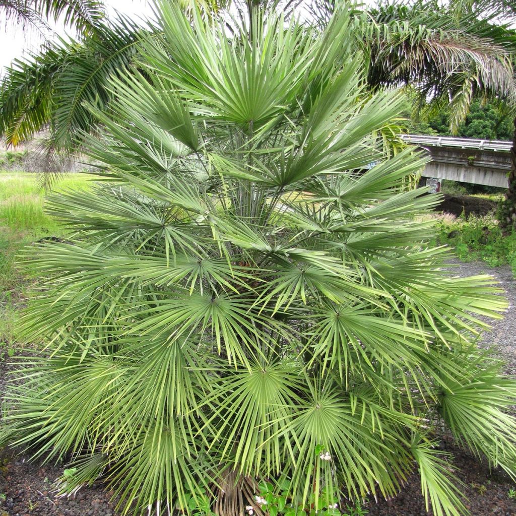 Kääpiöpalmu - Chamaerops humilis