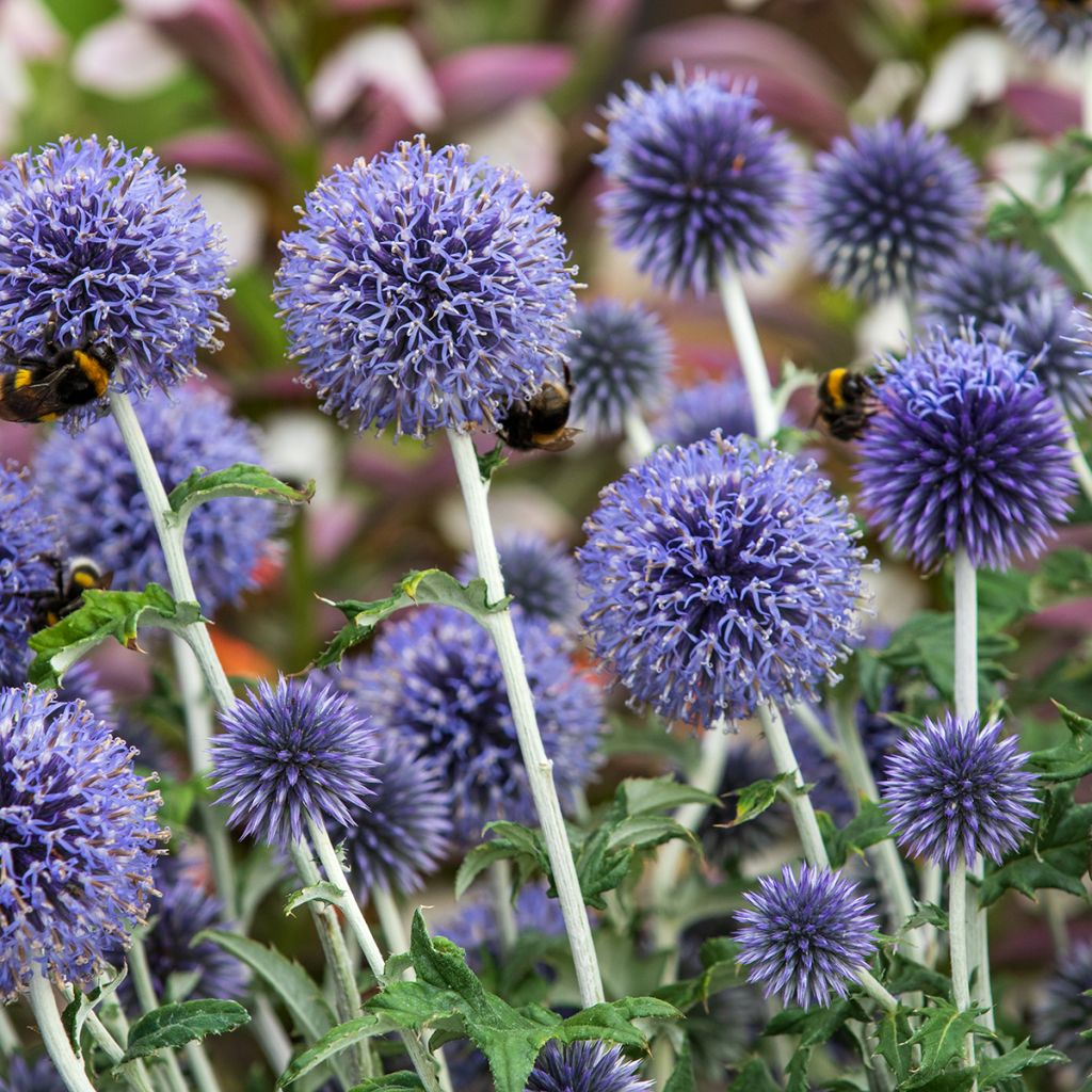 Otapallo-ohdake - Echinops ritro