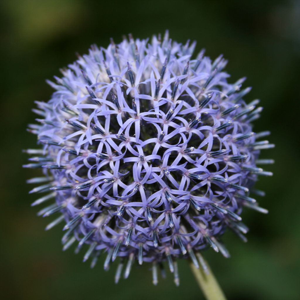 Otapallo-ohdake - Echinops ritro