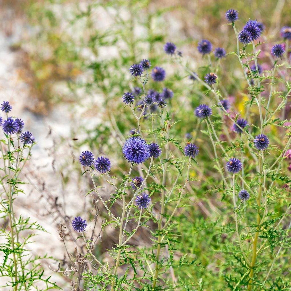 Otapallo-ohdake - Echinops ritro
