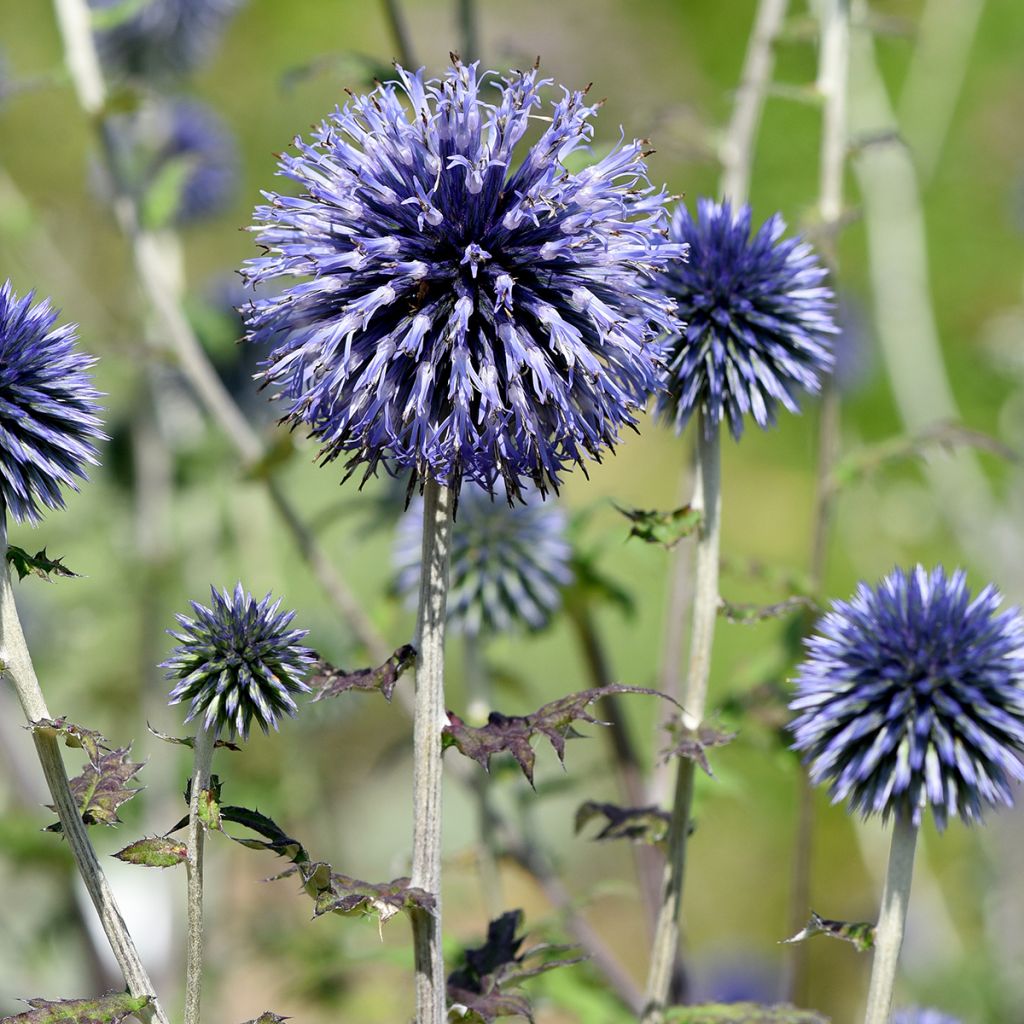 Otapallo-ohdake - Echinops ritro