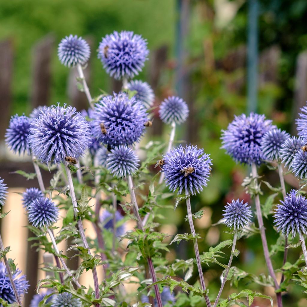 Otapallo-ohdake - Echinops ritro