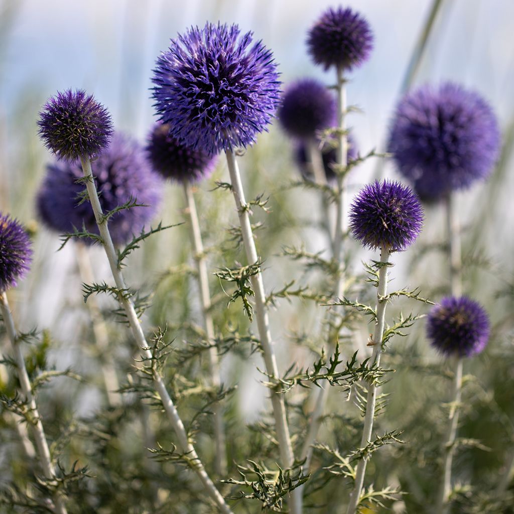 Otapallo-ohdake - Echinops ritro